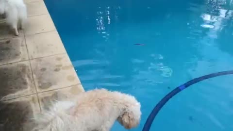 Spitz tries to get tennis ball out of swimming pool