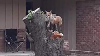 Fox Plays With Squirrel