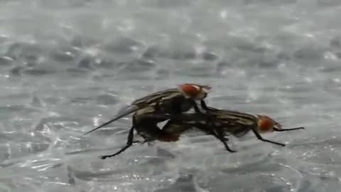 Mating of Flies