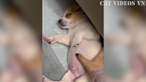 Hilarious Dog Videos That Will Make You LOL! 😂😺😍