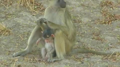 Baboon Mother With Her Young Baby