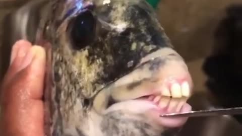 Fish With Human Teeth 😱