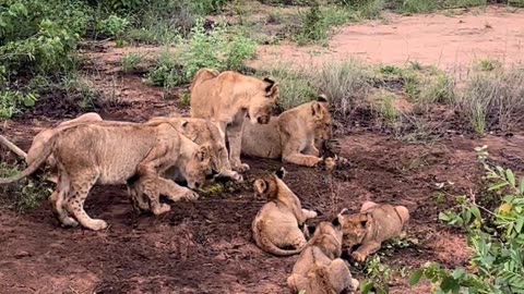 Lion family