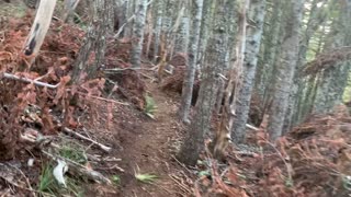 Oregon - Mount Hood - Red Dead Trees on Both Sides