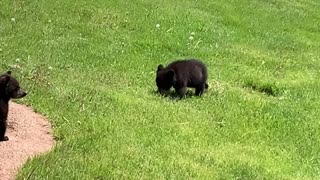 Adorable Bear Cubs