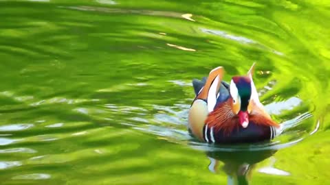 Beautiful duck