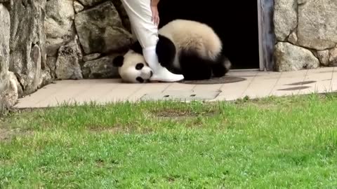 The baby panda has a temper