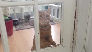 Clever kitty knocks on door like human