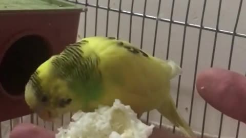 Lovebirds eat eggs from the hand of their owner and eat greedily and quickly