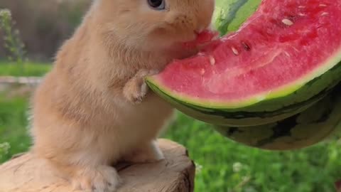 Beautiful Rabbit🐰 Eating Watermelon🍉