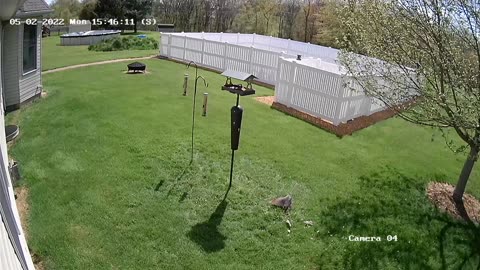 Hawk gets a Dove at Feeder