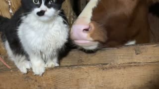 Cat Gets Groomed By Calf