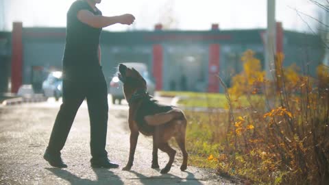 A man trainer making his german shepherd dog stand on hind legs and gives the dog a treat