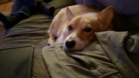 One tired corgi