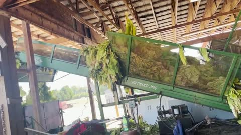 It's harvest season for Tobacco, Cotton and Peanuts in Northampton and Halifax Counties!