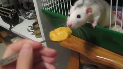 Cute mouse enjoys a snack