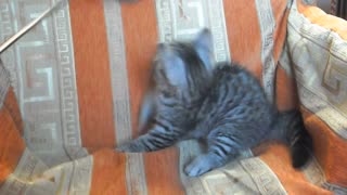 Cute Playful Kitty