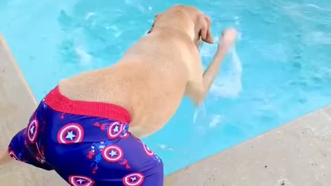 Dog plays with water
