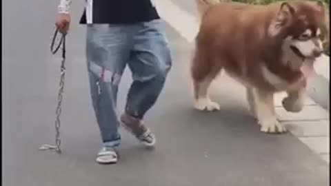 Talking Dog Engages In Hilarious Conversation