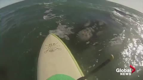 Paddleboarder gets knocked off board in close encounter with whales off coast of Argentina