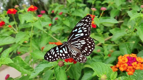 Vivre la joie avec le monde des papillons