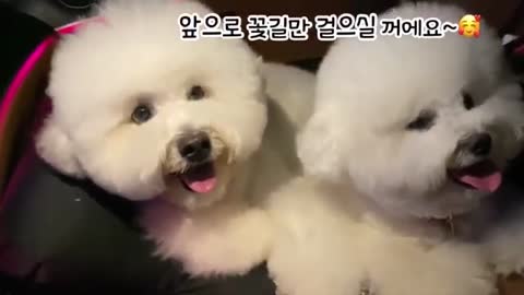 Cute Dog | Cute puppy | Funny dog