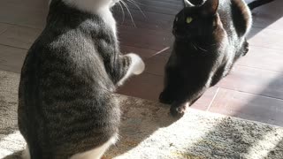 Cat Does Big Boop to His Brother