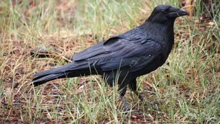 Very black crows eat everything, like fruits, birds and vegetables .