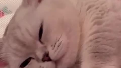 videos|Cute animal videos |Funny dog&cat videos|Hilarious pet videos|cute baby cat funny videos