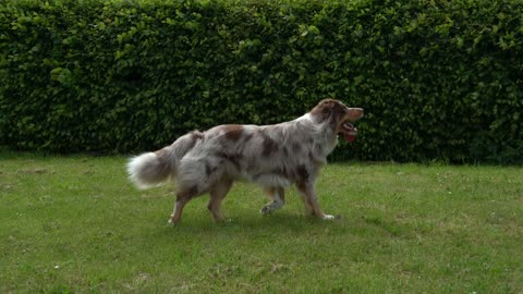 Super cute dog chasing bubbles