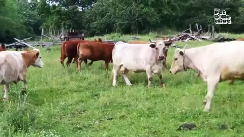 Funniest farm animals