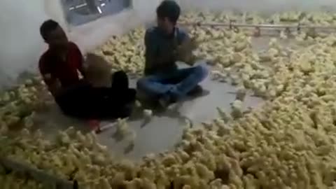 War of the ducks