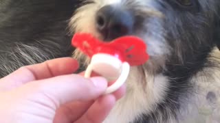 One Pacifier Loving Dog