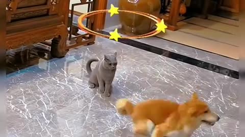 Funny and Cute Cats Videos #137