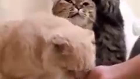 😂😂 funny cat video