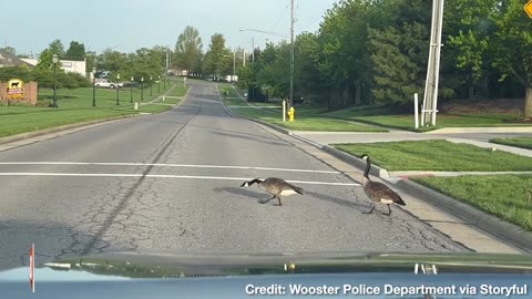 I'M WALKIN' HERE! Geese Stop Traffic as They Stroll Across Street with Their Children