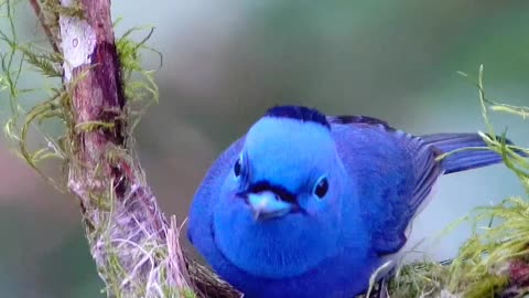 This bird build its nest in a very professional way