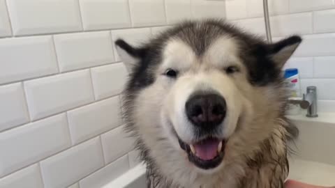 The cutest doggo ever hates taking a bath and will do anything to avoid it.