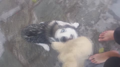 Husky wants her toy cat back!