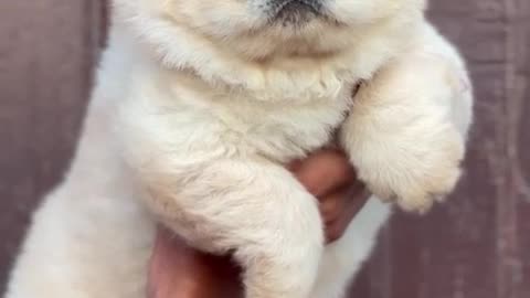 Chow Chow Puppy For Sale In India