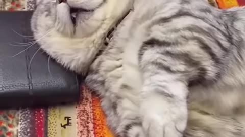 Best Cat Reaction Videos (You won't stop Laughing!)