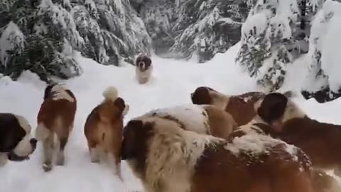 Adorable Saint Bernard Dogs Playing in the Snow | Winter Fun with Big Dogs