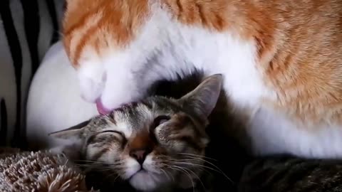 Cats Love Each Other