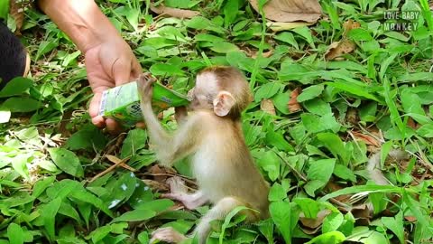 Videographer Urgently Feeding Milk Poorest Abandoned Baby Monkey Elpida Cuz Always Block By Alberto