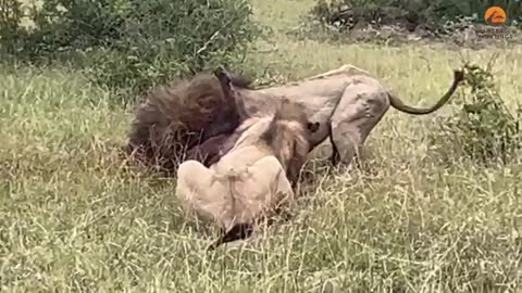 Two lions killed their friend brutally 🥺😢😳