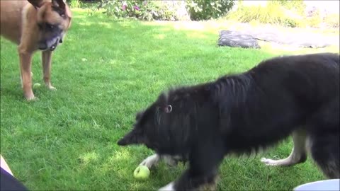 Dog confuses harmless apple for tennis ball