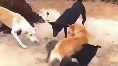 Cats vs dogs funny video 😺🐈🐶🐕🤣😅