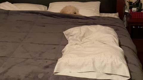 Zoey won’t get out of bed