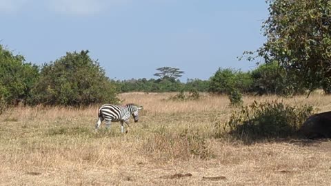 Giraffes Relaxing In Nairobi National Park. Nairobi, Kenya