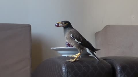 Unbelievable! Bird Hilariously Chokes on a Grape